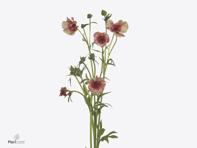 Ranunculus Natura Moderna Allegria