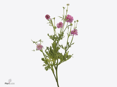 Ranunculus Natura Moderna Dolce