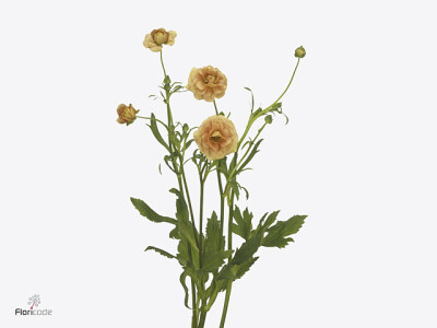 Ranunculus Natura Moderna Miele