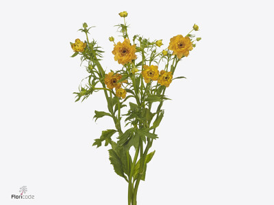 Ranunculus Natura Moderna Vivaldi