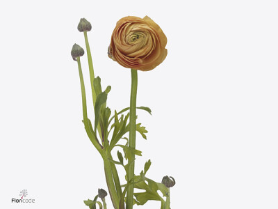 Ranunculus asiaticus 'Dolcevita Salmone'