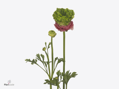 Ranunculus asiaticus Romance Crown Sisteron