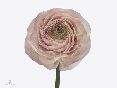 Ranunculus asiaticus Romance Espalion