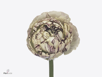 Ranunculus asiaticus Brushmark Galthie