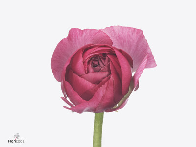 Ranunculus asiaticus Romance Mercury