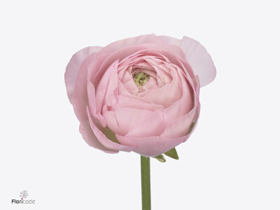 Ranunculus asiaticus Romance Valliere