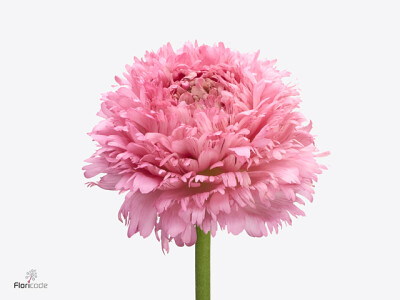 Ranunculus asiaticus Poodle Ramlia