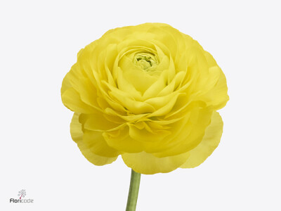 Ranunculus asiaticus Romance Kitila