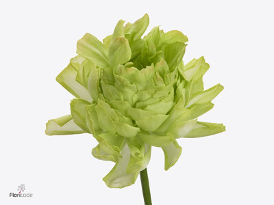 Ranunculus asiaticus Supreme Light Green