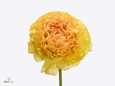 Ranunculus asiaticus Romance Ceret