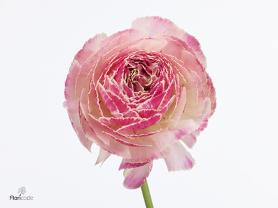 Ranunculus asiaticus Koi Fish Marguerittes