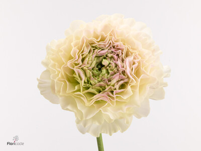 Ranunculus asiaticus Romance Morvan