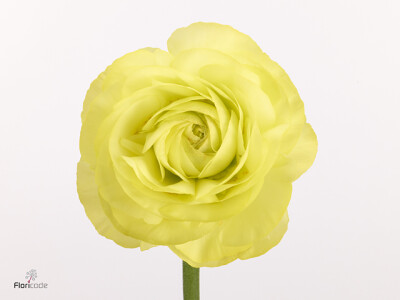 Ranunculus asiaticus Supreme Yellow