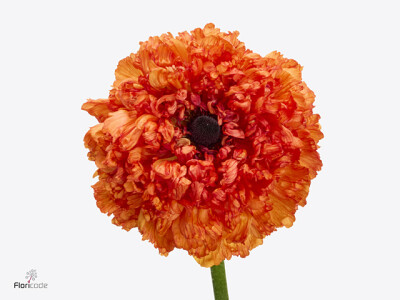 Ranunculus asiaticus Poodle Mudassar
