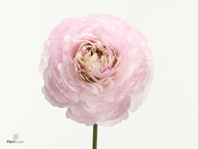 Ranunculus asiaticus Supreme Light Pink