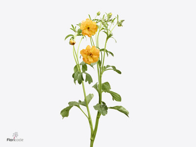 Ranunculus Butterfly Galatea