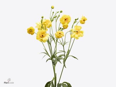 Ranunculus Butterfly Minerva