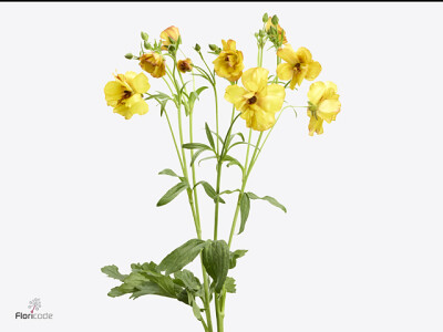 Ranunculus Butterfly Satyros