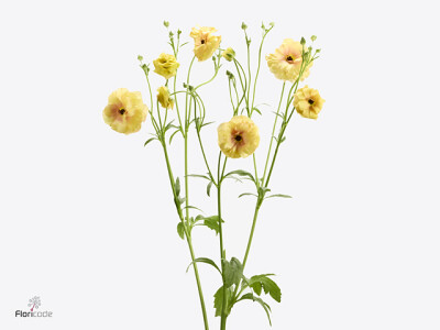 Ranunculus Butterfly Vestalis