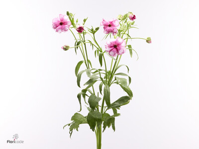 Ranunculus Butterfly Jupiter