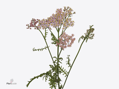 Achillea millefolium 'Pink Floyd'