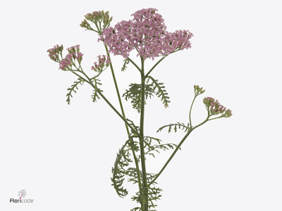 Achillea millefolium 'Anita Dark'