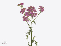 Achillea millefolium 'Daphne'