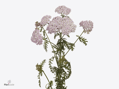 Achillea millefolium 'Sara'