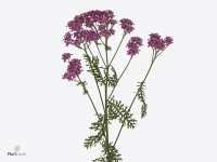 Achillea millefolium 'Deep Purple'