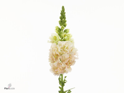 Antirrhinum majus Holly Double Champagne