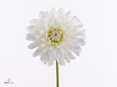 Dahlia (Decorative Grp) Abbey Samba