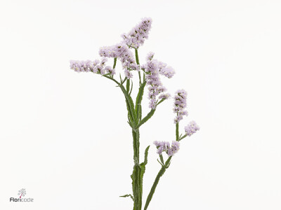 Limonium sinuatum Fairy Wings