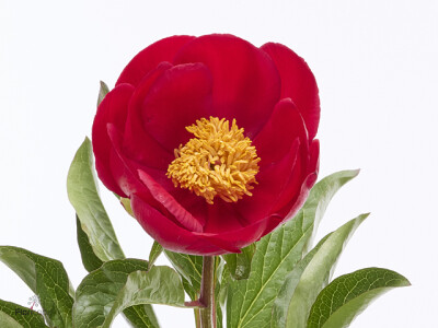 Paeonia (Herb. Hybrid Grp) 'Symphonica in Rosso'