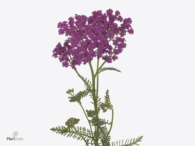 Achillea millefolium 'Lilac Dream'