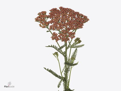 Achillea millefolium 'Orange Dream'