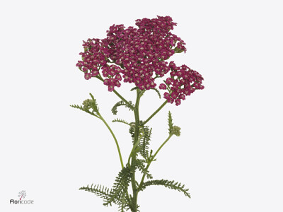 Achillea millefolium 'Velvet Dream'