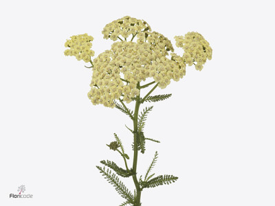 Achillea millefolium 'Vanilla Dream'