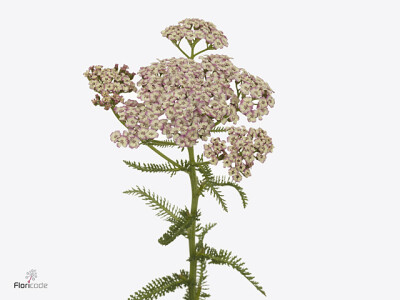 Achillea millefolium 'Natalie's Dream'