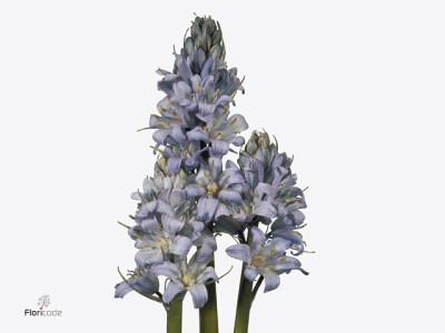 Scilla overig