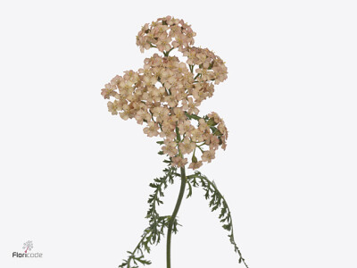 Achillea millefolium 'Molly'