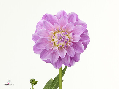 Dahlia (Decorative Grp) 'Joseph'