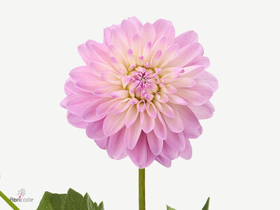 Dahlia (Decorative Grp) 'Vera Louise'
