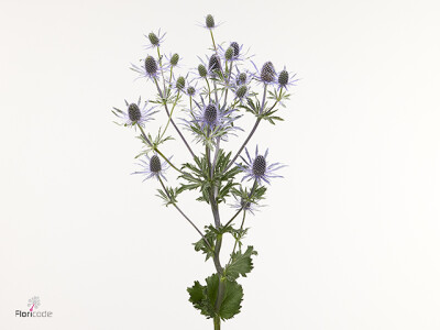 Eryngium Happy Surprise