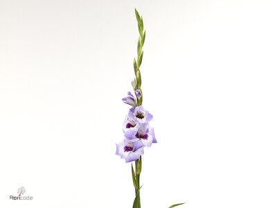 Gladiolus (Large-flowered Grp) 'Vista'