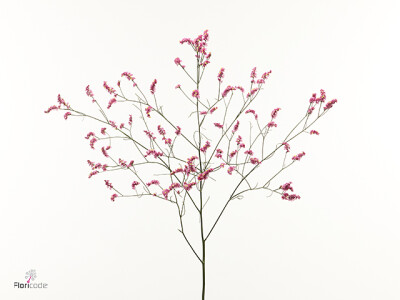 Limonium sinense Vivid Diamond