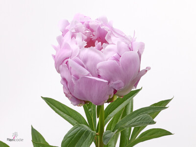 Paeonia (Lactiflora Grp) 'Caty's Choice'