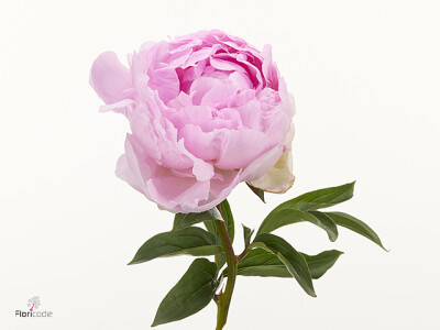 Paeonia (Lactiflora Grp) 'Dolorodell'