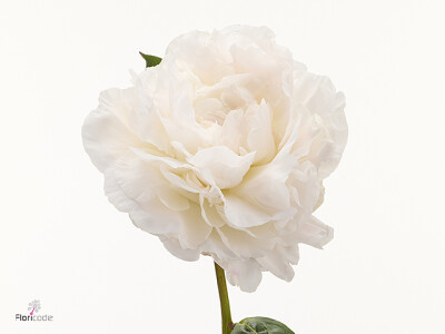 Paeonia (Lactiflora Grp) 'Louise Lossing'