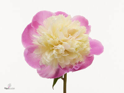 Paeonia (Lactiflora Grp) 'Touch of Class'