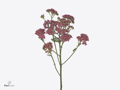 Achillea millefolium Brave Ruby